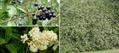 wild privet ، European privet